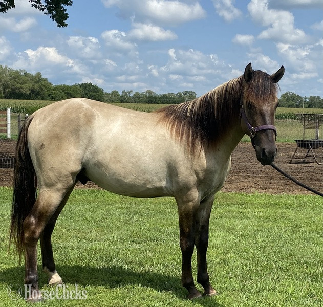 Grulla 15.2hh Rocky Mountain Stallion - Rocky Mountain