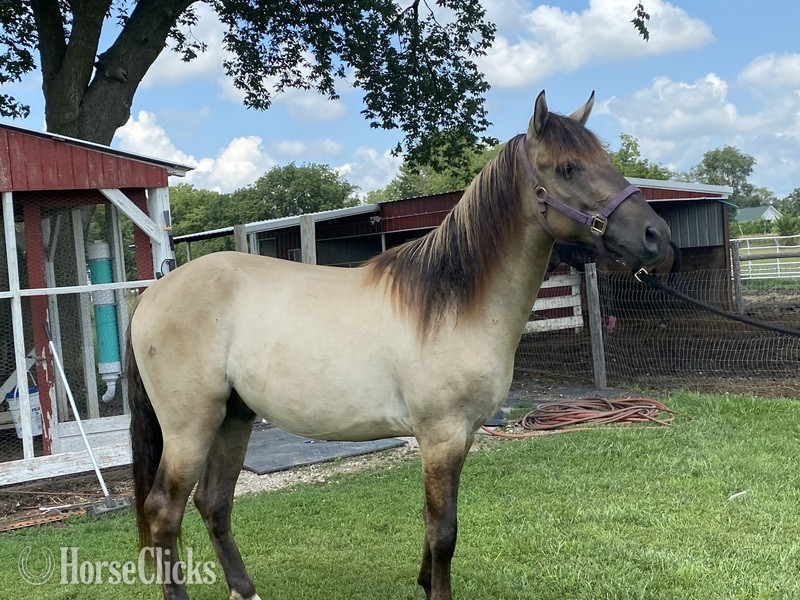 Grulla 15.2hh Rocky Mountain Stallion Kentucky
