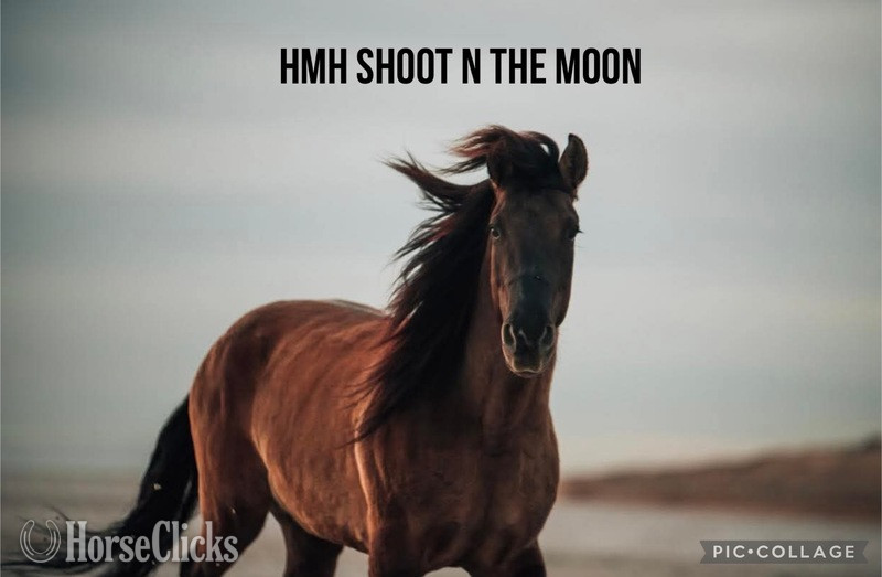 Rocky Mountain - Grulla 15.2hh Rocky Mountain Stallion in Kentucky