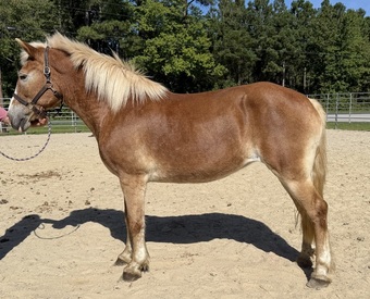 "Haflinger" Sorrel Mare Haflinger