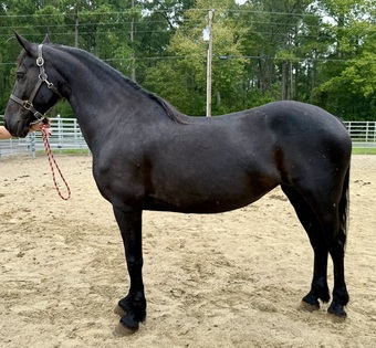 "Lucy" Black Mare Friesian