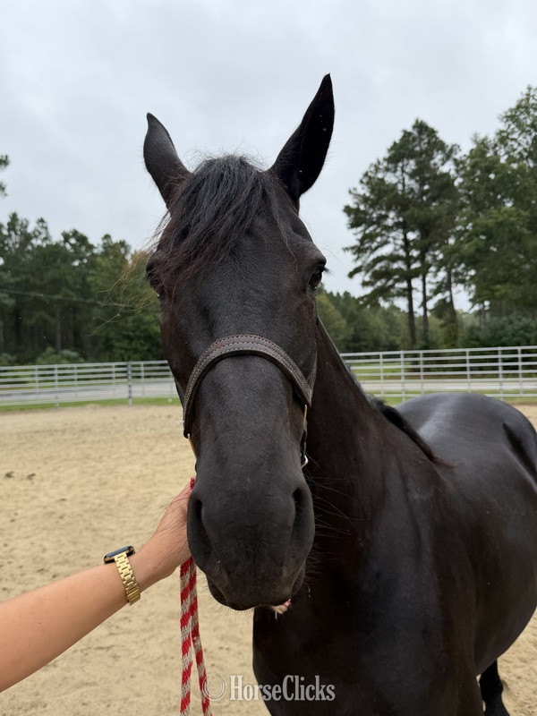"Lucy" Black Mare Friesian