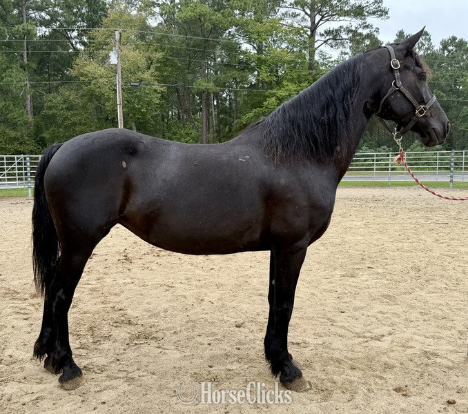 North Carolina "Lucy" Black Mare Friesian