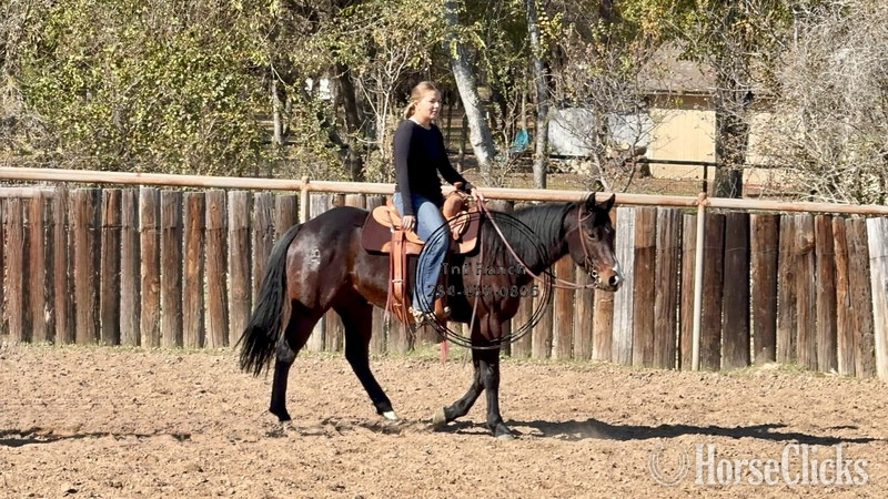 "Elvis" Bay Gelding Quarter Horse in Texas