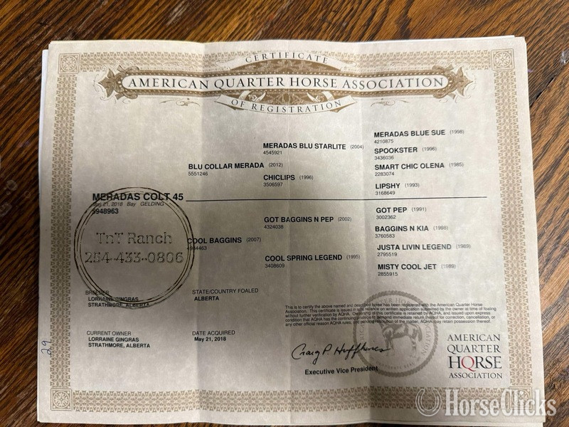 "Elvis" Bay Gelding Quarter Horse
