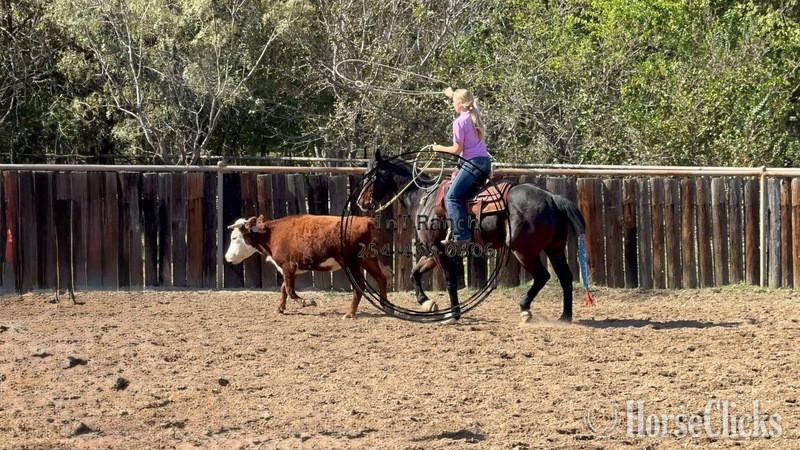 Texas "Elvis" Bay Gelding Quarter Horse