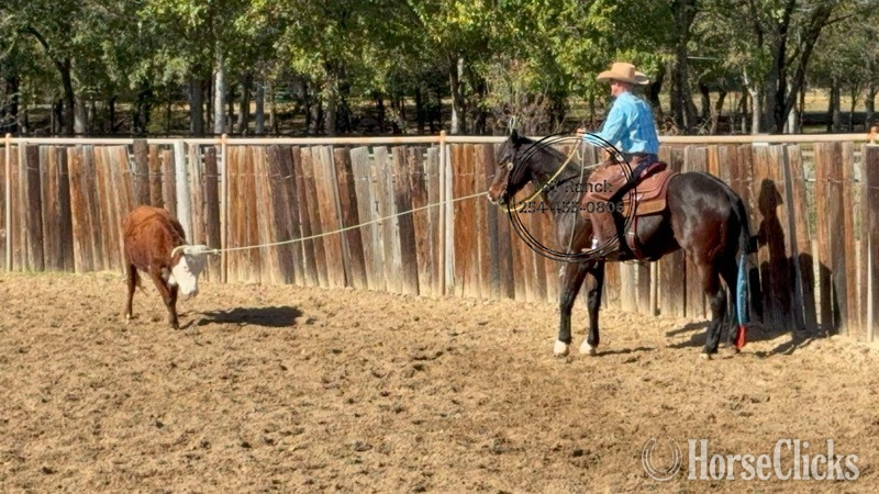 "Elvis" Bay Gelding Quarter Horse - Quarter Horse in Texas