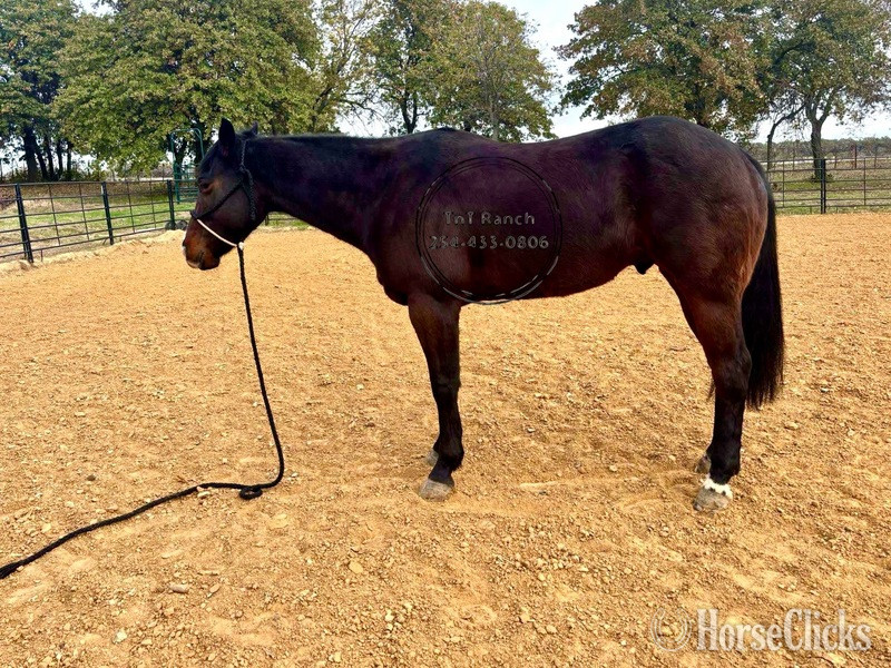 "Elvis" Bay Gelding Quarter Horse - Quarter Horse