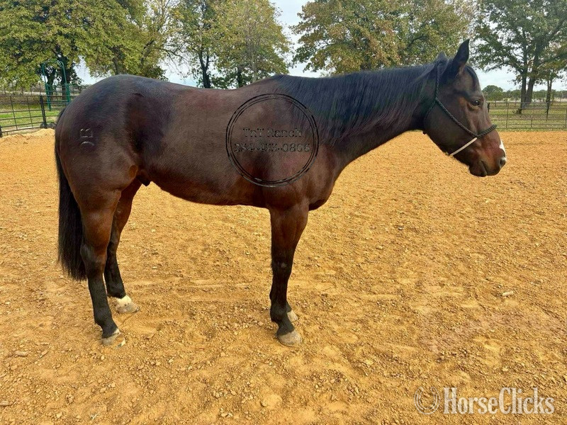 "Elvis" Bay Gelding Quarter Horse Texas