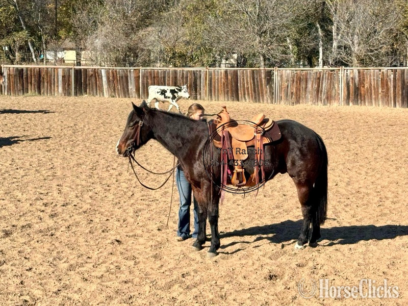 Quarter Horse - "Elvis" Bay Gelding Quarter Horse in Texas