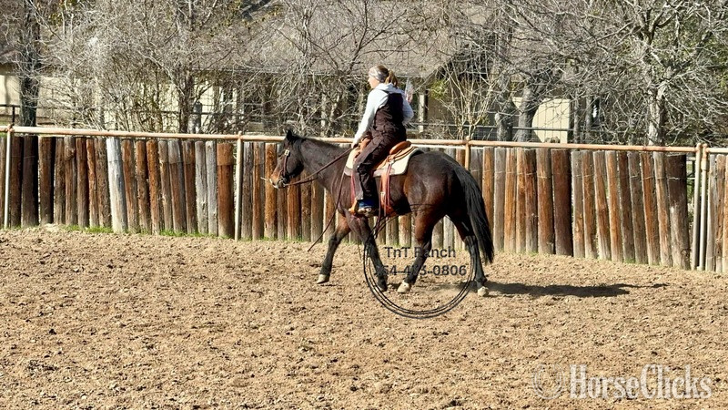 Quarter Horse - "Elvis" Bay Gelding Quarter Horse