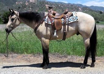 "RED HOTT ASHES" Buckskin Gelding Quarter Horse