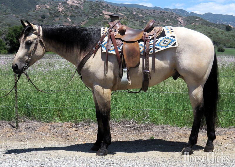 "RED HOTT ASHES" Buckskin Gelding Quarter Horse in California