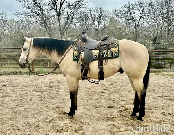 "RED HOTT ASHES" Buckskin Gelding Quarter Horse