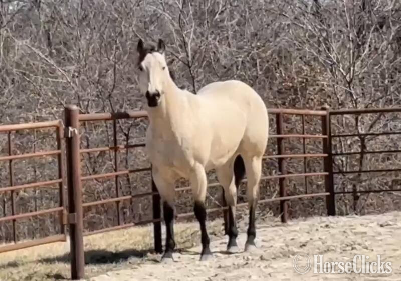 California "RED HOTT ASHES" Buckskin Gelding Quarter Horse