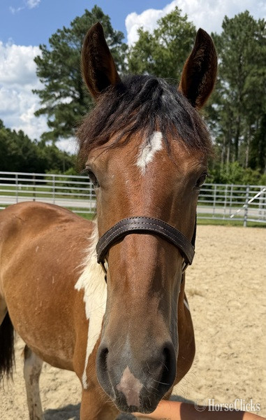 North Carolina "Colt" Pinto Colt Paint