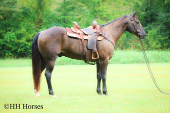 "BLUE RAIN" Blue Roan Gelding Quarter Horse
