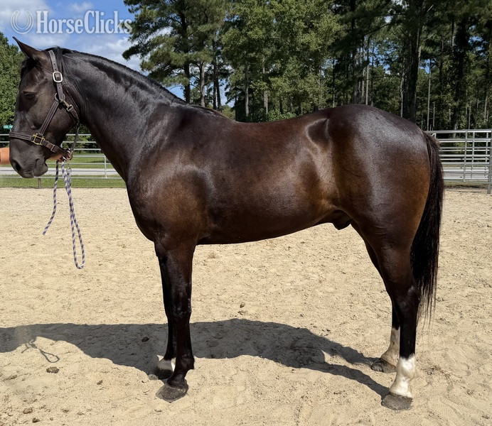 "Black" Black Gelding Draft