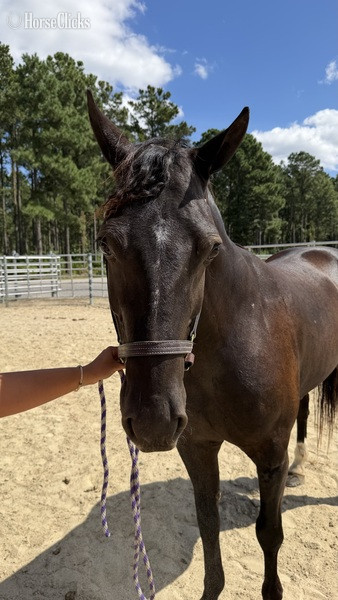 North Carolina "Black" Black Gelding Draft