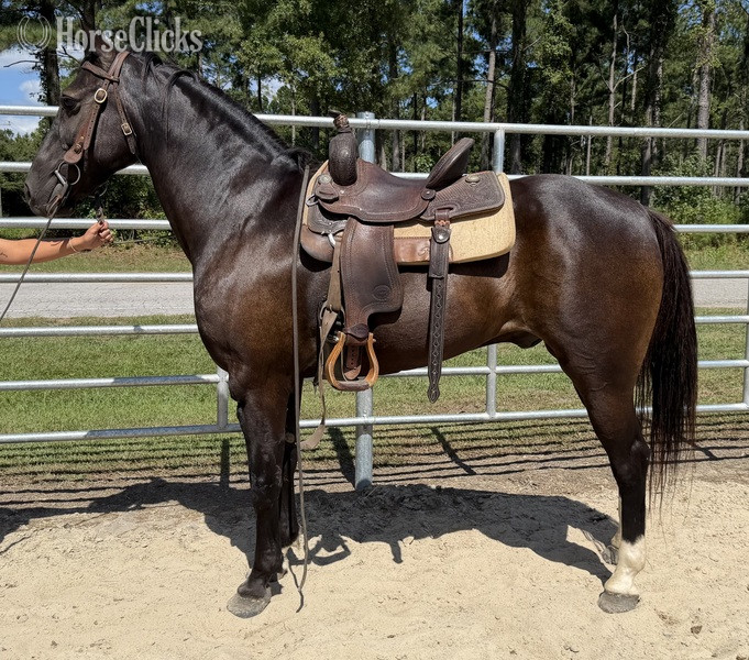 "Black" Black Gelding Draft - Draft in North Carolina