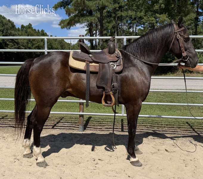 "Black" Black Gelding Draft - Draft