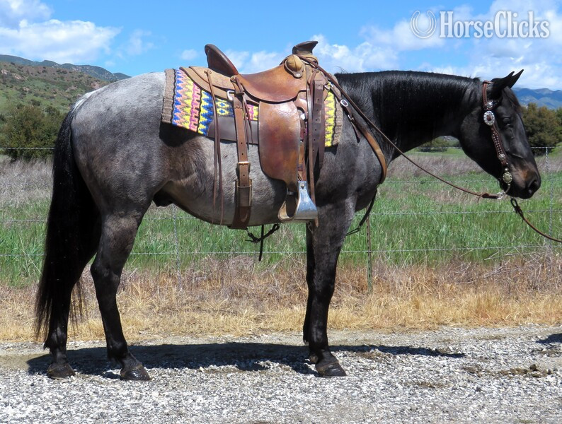 "MRI RAMBO" Blue Roan Gelding Quarter Horse in California