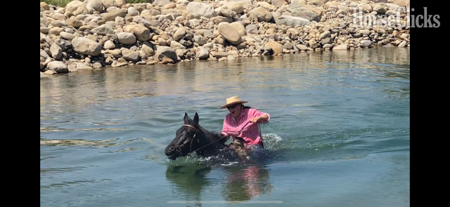 "MRI RAMBO" Blue Roan Gelding Quarter Horse - Quarter Horse