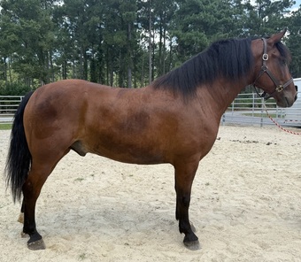 "Bluff" Bay Gelding Draft
