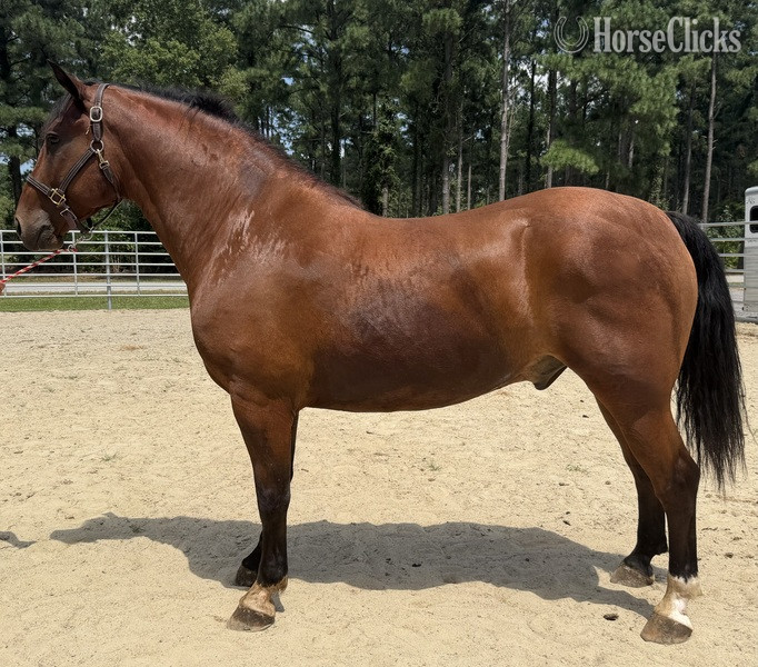 "Bluff" Bay Gelding Draft