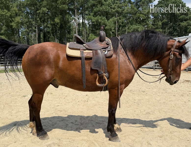 North Carolina "Bluff" Bay Gelding Draft