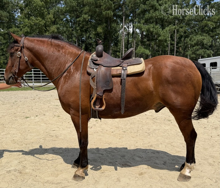 "Bluff" Bay Gelding Draft - Draft in North Carolina
