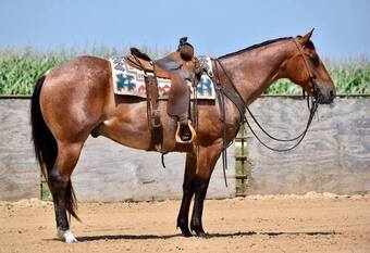 "FSS CLOUDY FRITZ" Bay Roan Gelding Quarter Horse