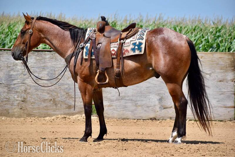 "FSS CLOUDY FRITZ" Bay Roan Gelding Quarter Horse