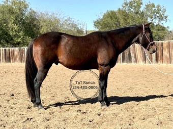 "Bruno" Bay Gelding Quarter Horse