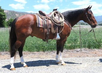 "DUALS SHINY TIME" Bay Gelding Quarter Horse