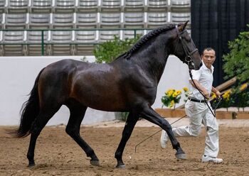 "At stud, 9X National Champion Black Bay " Bay Stallion Andalusian