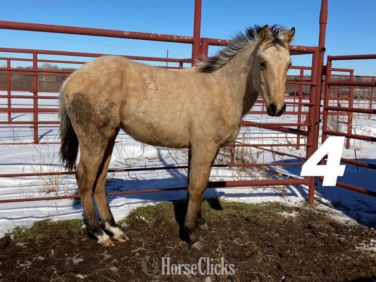 "DT High Brow Sissy " Buckskin Filly Quarter Horse