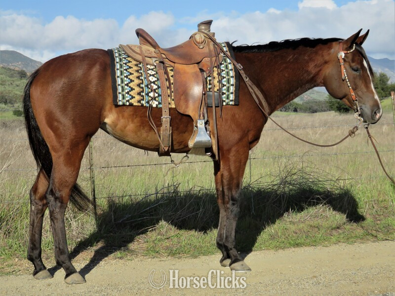 "SHEZ ALAWAYS TROUBLE" Bay Mare Quarter Horse in California