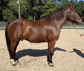 "Bay" Bay Gelding Haflinger