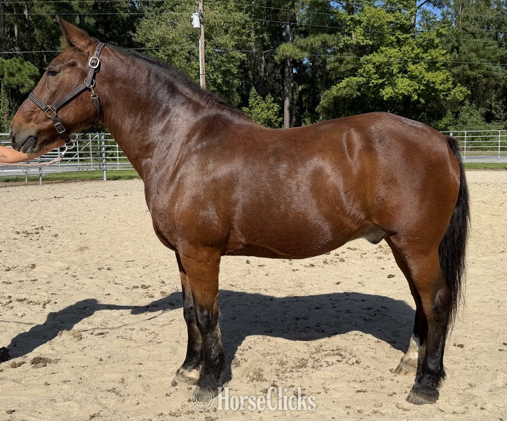 "Bay" Bay Gelding Haflinger