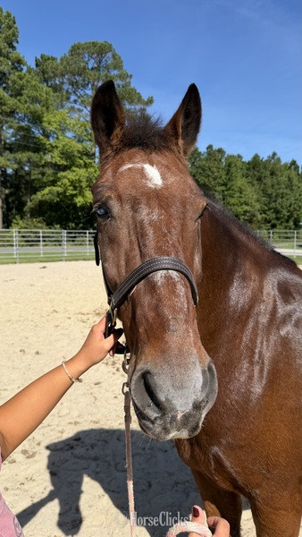 North Carolina "Bay" Bay Gelding Haflinger