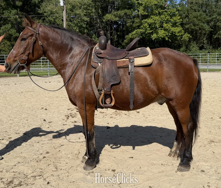 "Bay" Bay Gelding Haflinger - Haflinger