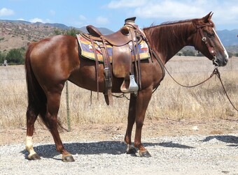 "DOT NE REY" Sorrel Mare Quarter Horse