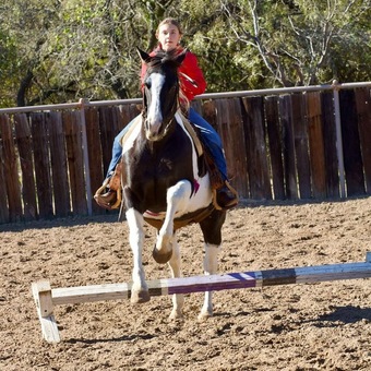 "Jimmy" Black Gelding Paint