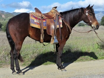 "CSEVN SHINING DUALLY" Bay Mare Quarter Horse
