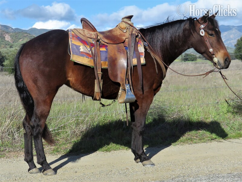 "CSEVN SHINING DUALLY" Bay Mare Quarter Horse in California