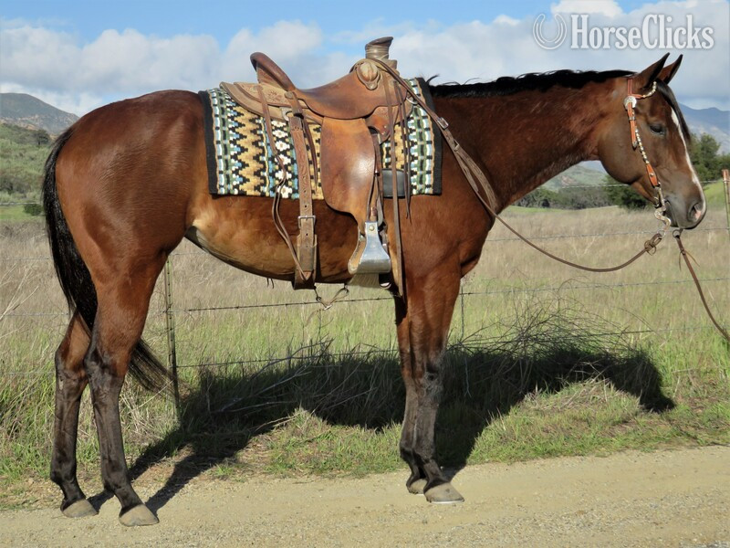California "CSEVN SHINING DUALLY" Bay Mare Quarter Horse