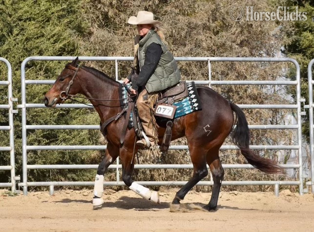 "CSEVN SHINING DUALLY" Bay Mare Quarter Horse California
