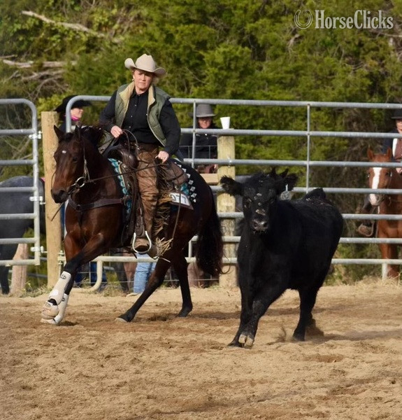 Quarter Horse - "CSEVN SHINING DUALLY" Bay Mare Quarter Horse in California