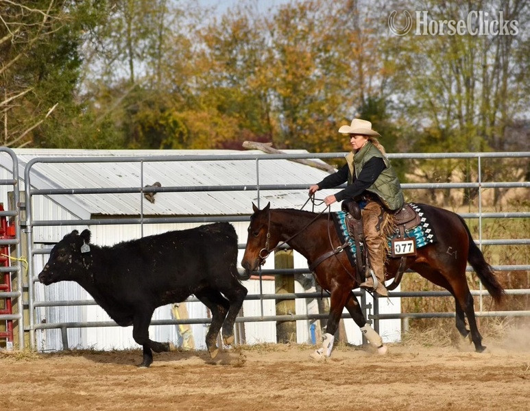 Quarter Horse - "CSEVN SHINING DUALLY" Bay Mare Quarter Horse